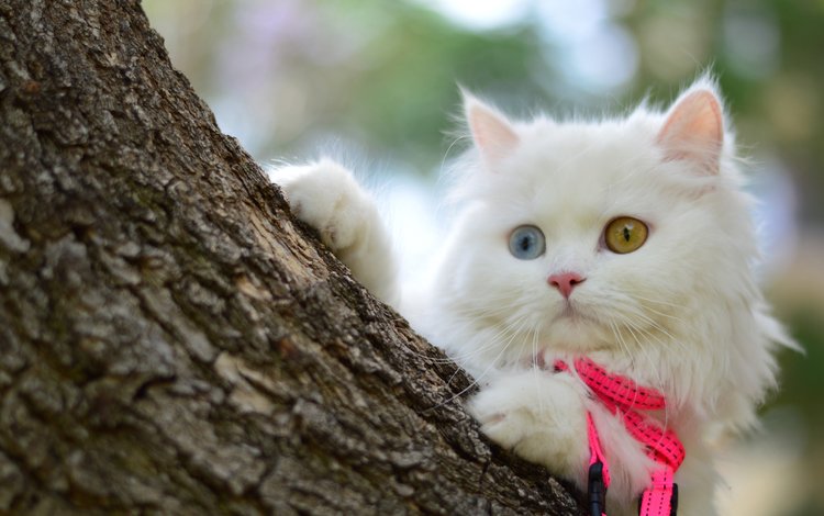 дерево, мордочка, кошка, взгляд, котенок, белый, tree, muzzle, cat, look, kitty, white