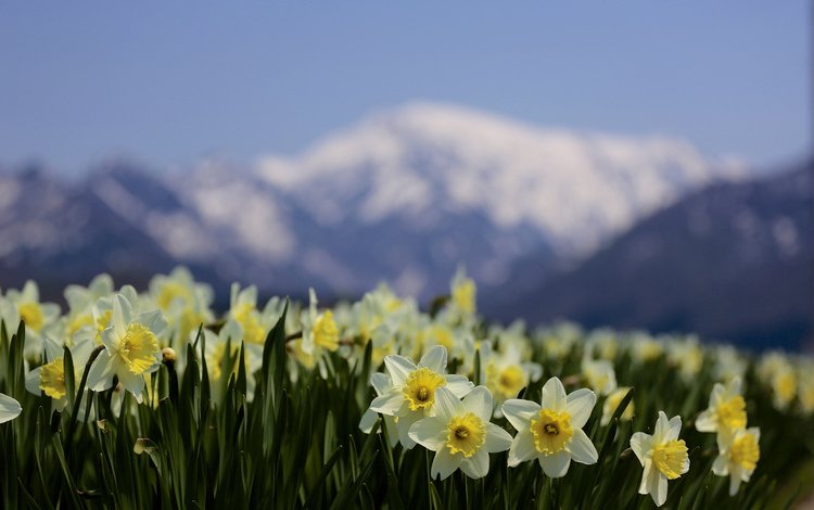 цветы, горы, природа, фокус камеры, размытость, весна, нарциссы, flowers, mountains, nature, the focus of the camera, blur, spring, daffodils