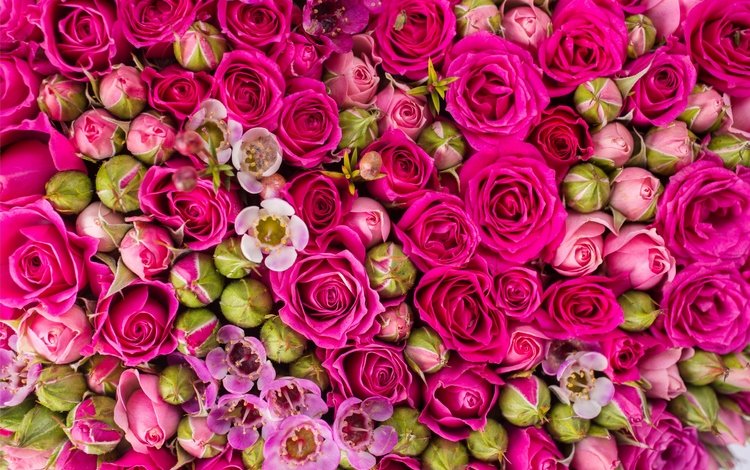 цветы, бутоны, розы, розовые,  цветы, роз, пинк, flowers, buds, roses, pink