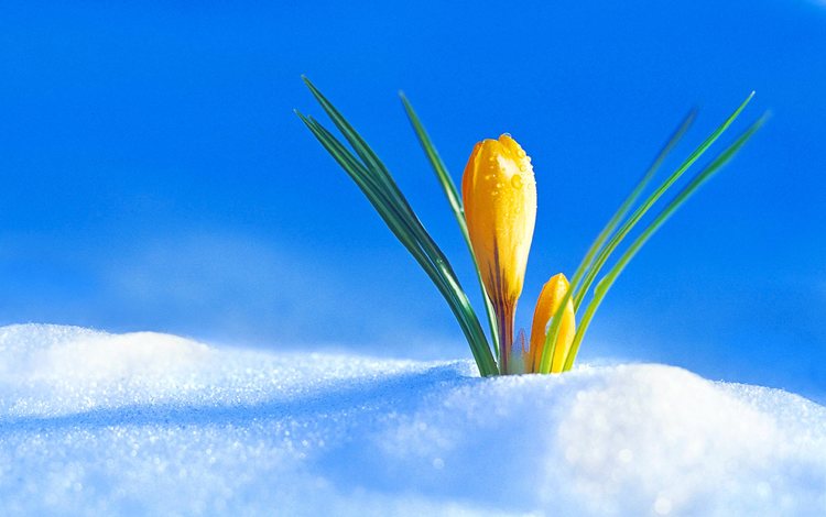 снег, цветок, бутон, весна, крокус, snow, flower, bud, spring, krokus
