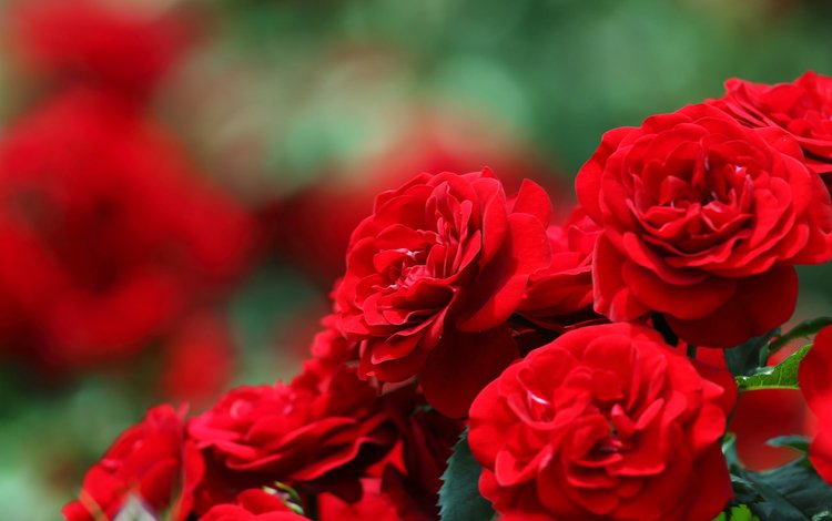 цветы, розы, размытость, боке, красные розы, flowers, roses, blur, bokeh, red roses
