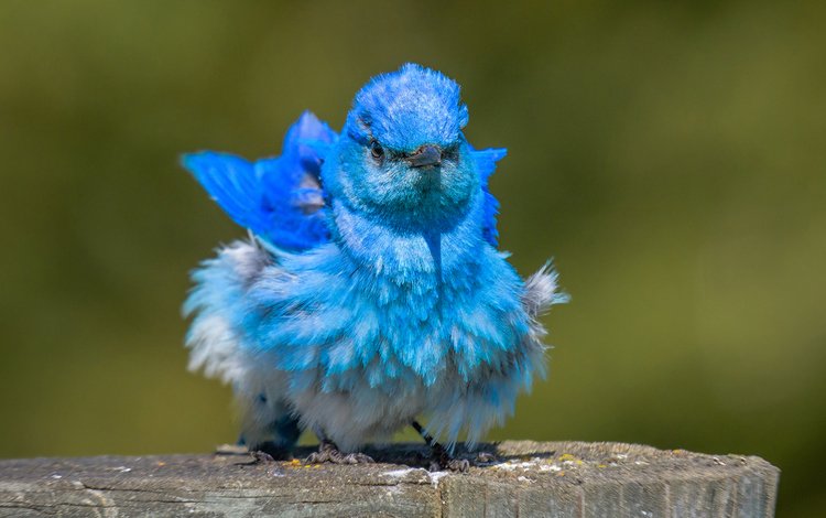 птица, клюв, перья, окрас, голубая сиалия, лазурная птица, bird, beak, feathers, color, blue sialia