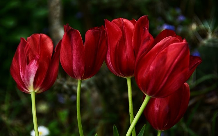 цветы, красные, весна, тюльпаны, краcный, тульпаны, весенние, flowers, red, spring, tulips