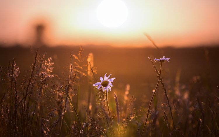 свет, цветы, ромашка, light, flowers, daisy