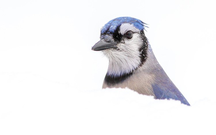 снег, макро, птица, клюв, перья, голубая, сойка, голубая сойка, snow, macro, bird, beak, feathers, blue, jay, blue jay