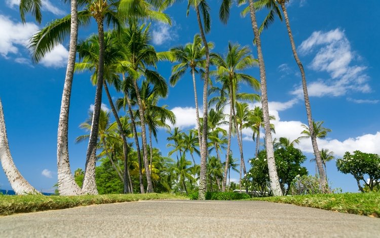 небо, облака, море, пальмы, тропики, гавайи, the sky, clouds, sea, palm trees, tropics, hawaii