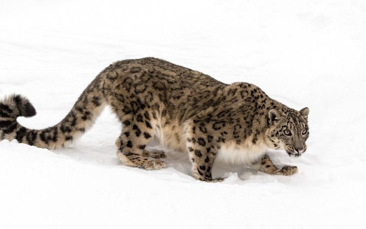хищник, снежный барс, ирбис, красавец, predator, snow leopard, irbis, handsome
