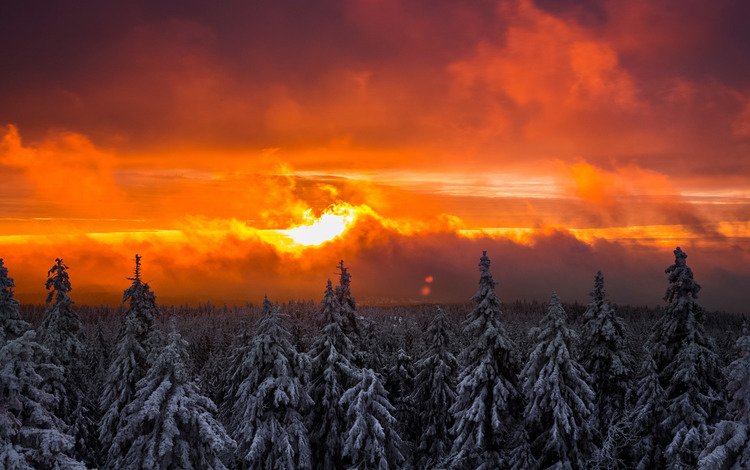 снег, лес, закат, зима, ель, елки, snow, forest, sunset, winter, spruce, tree