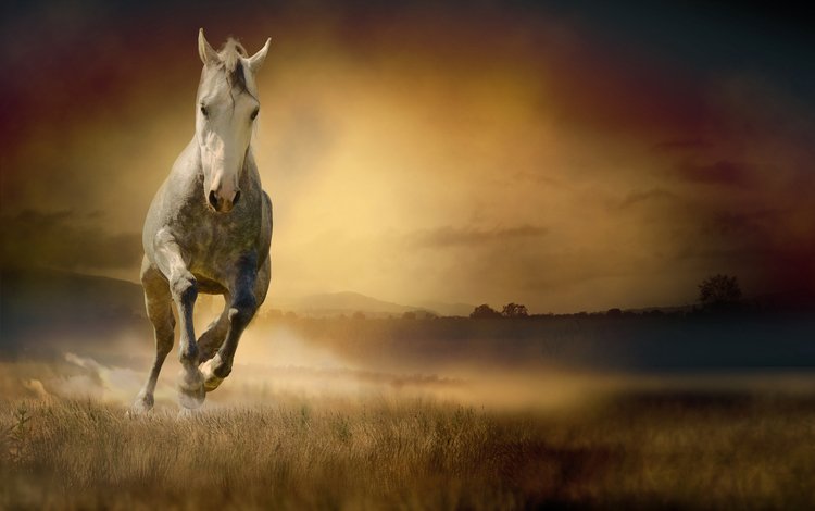 лошадь, трава, поле, конь, бег, белая, horse, grass, field, running, white