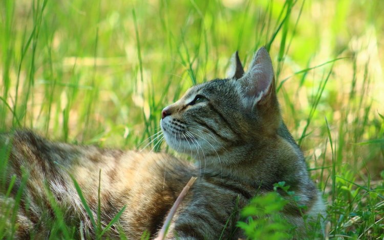 трава, кошка, взгляд, grass, cat, look