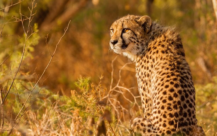 взгляд, гепард, дикая кошка, look, cheetah, wild cat