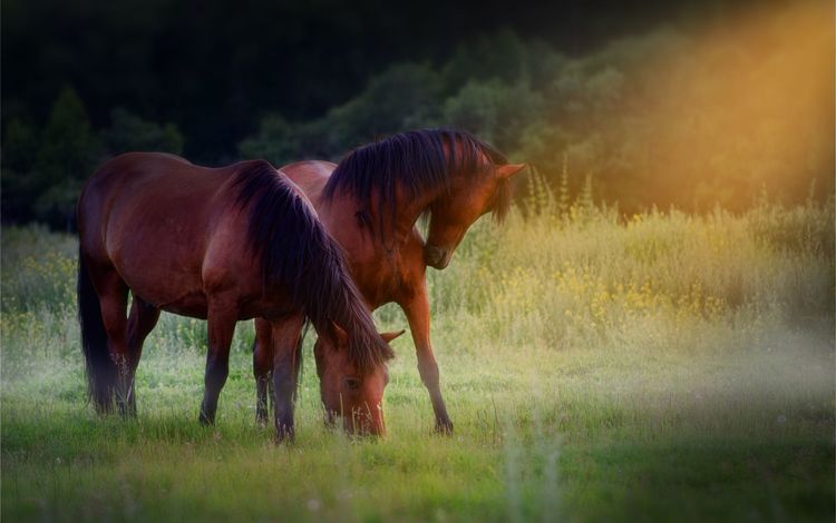 лучи, лошади, коричневые, пасутся, на лугу, rays, horse, brown, grazing, in the meadow