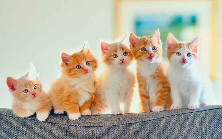 кошки, котята, диван, сидят, спинка, смотрят, рыжие, cats, kittens, sofa, sitting, back, look, red
