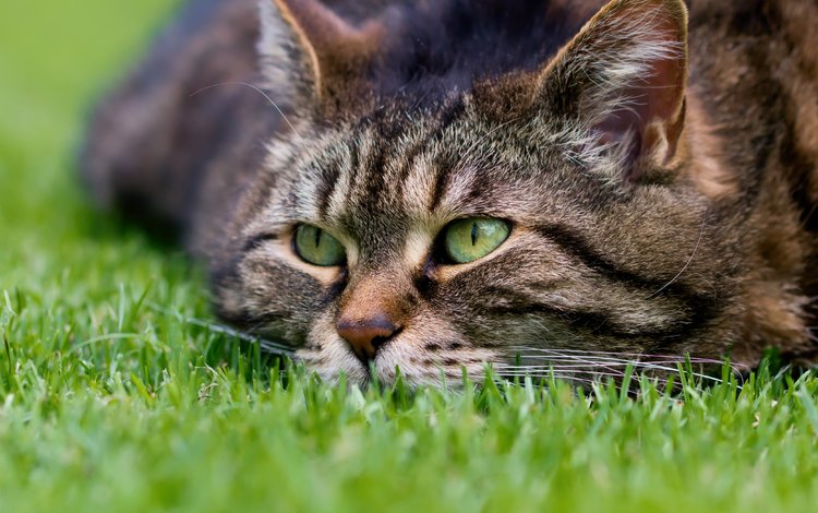 трава, кот, мордочка, кошка, взгляд, котэ, grass, cat, muzzle, look, kote