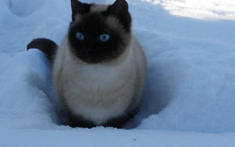 снег, зима, кошка, голубые глаза, snow, winter, cat, blue eyes