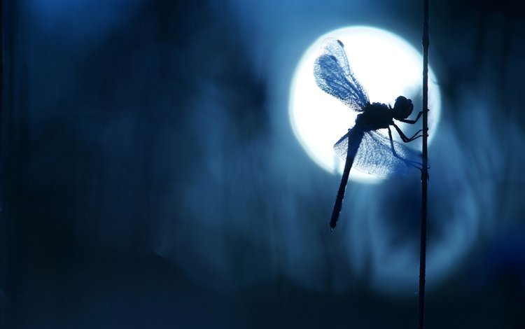 ночь, боке, макро, стебелёк, насекомое, крылья, блики, размытость, стрекоза, силуэт, night, bokeh, macro, stem, insect, wings, glare, blur, dragonfly, silhouette