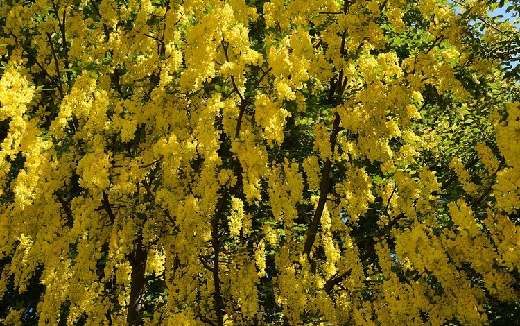 цветы, дерево, цветение, весна, желтые, flowers, tree, flowering, spring, yellow