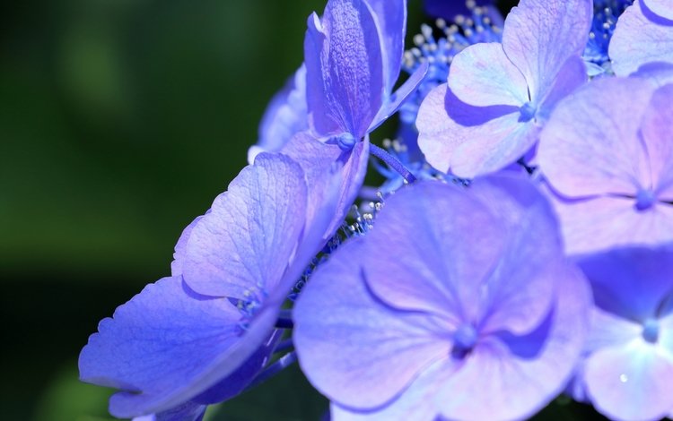 цветы, макро, лепестки, соцветие, гортензия, flowers, macro, petals, inflorescence, hydrangea