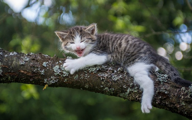 ветка, кошка, котенок, малыш, страх, на дереве, branch, cat, kitty, baby, fear, on the tree
