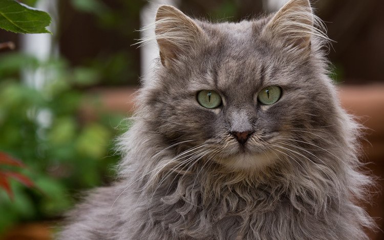глаза, кот, кошка, взгляд, пушистый, серый, eyes, cat, look, fluffy, grey