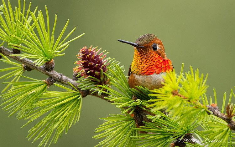 ветка, птица, колибри, branch, bird, hummingbird