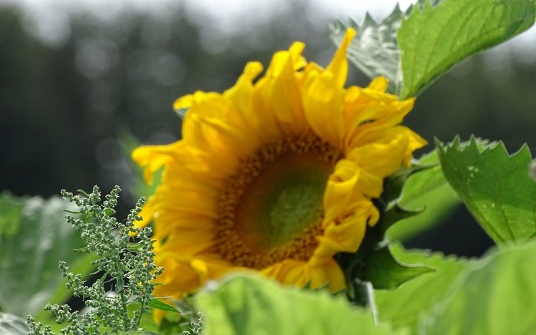 солнце, желтый, подсолнух, the sun, yellow, sunflower