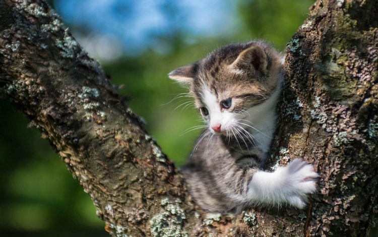 кошка, котенок, малыш, на дереве, cat, kitty, baby, on the tree