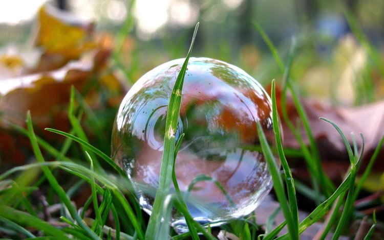 трава, макро, мыльный пузырь, grass, macro, bubble