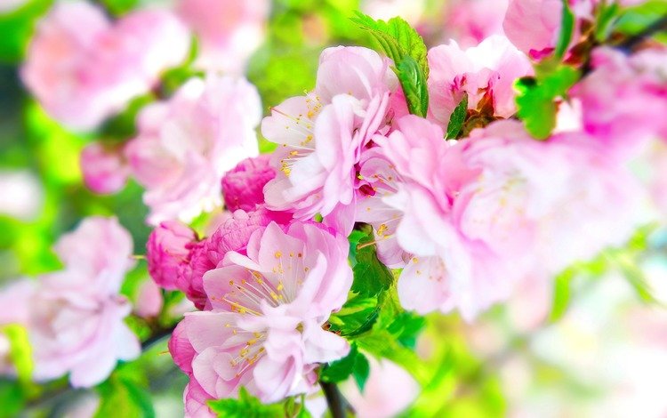 цветы, листья, макро, цветок, шиповник, розовый, размытие, flowers, leaves, macro, flower, briar, pink, blur