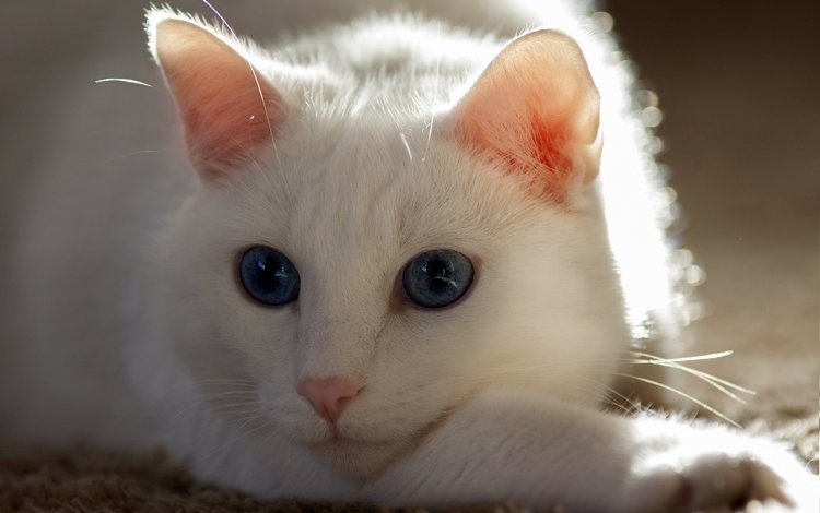 кот, усы, кошка, белая кошка, cat, mustache, white cat