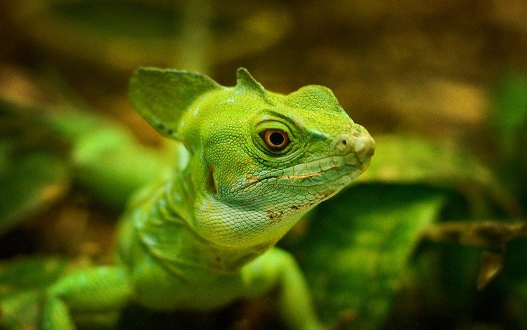 макро, ящерица, зеленая, macro, lizard, green