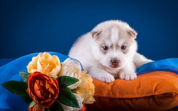 цветы, щенок, хаски, подушка, flowers, puppy, husky, pillow