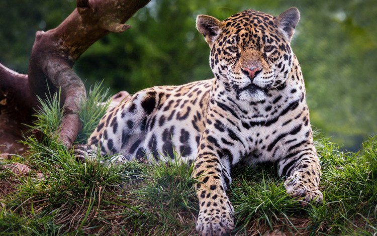 хищник, ягуар, дикая кошка, predator, jaguar, wild cat