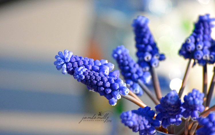 цветы, макро, весна, синие, мускари, flowers, macro, spring, blue, muscari