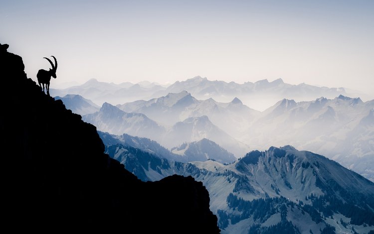 горы, швейцария, альпы, горный, козел, vanilla noir, mountains, switzerland, alps, mountain, goat