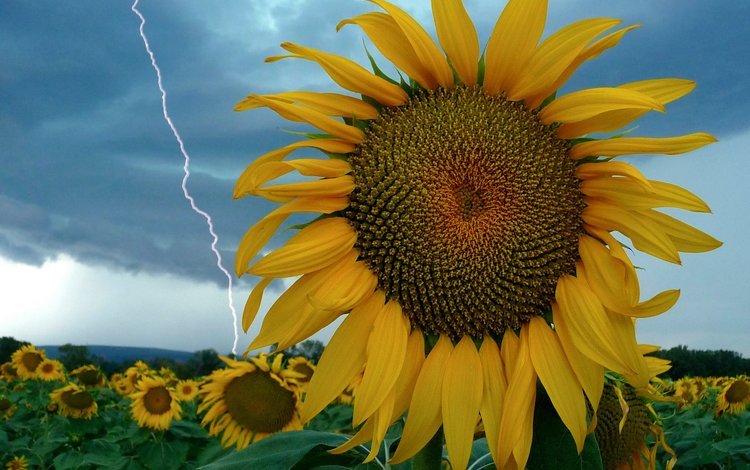 небо, цветы, молния, поле, подсолнух, the sky, flowers, lightning, field, sunflower
