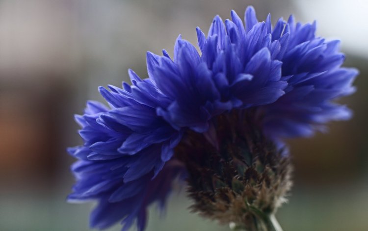 фокус камеры, макро, синий, цветок, василек, крупным планом, the focus of the camera, macro, blue, flower, cornflower, closeup