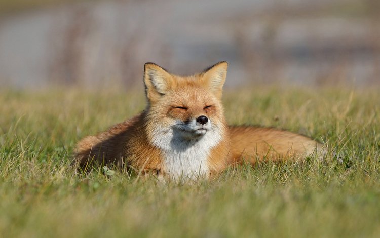 трава, лиса, лисица, grass, fox