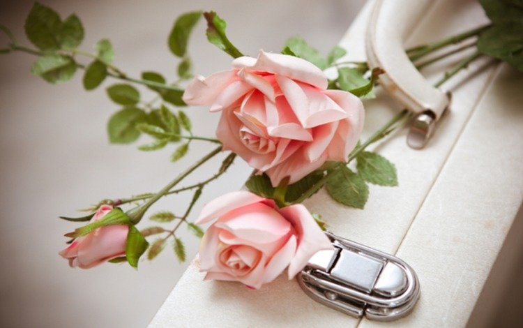 цветы, розы, белый, любовь, букет, розовые, чемодан, flowers, roses, white, love, bouquet, pink, suitcase