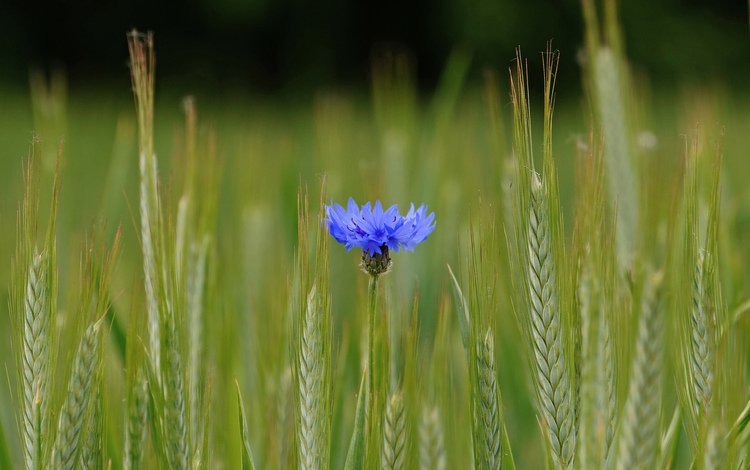 синий, цветок, поле, колосья, пшеница, василек, blue, flower, field, ears, wheat, cornflower