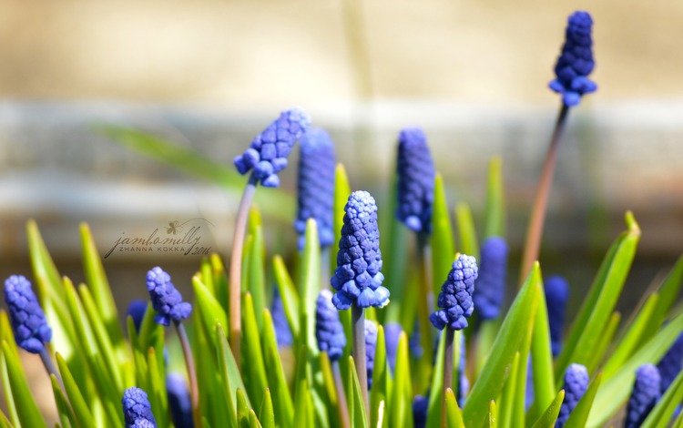 цветы, макро, весна, синие, май, мускари, мышиный гиацинт, flowers, macro, spring, blue, may, muscari, hyacinth mouse