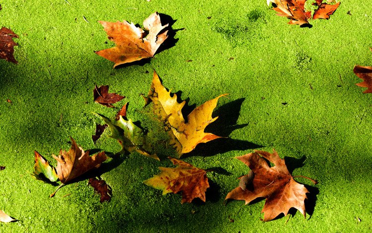болото, листья, макро, осень, тина, swamp, leaves, macro, autumn, tina