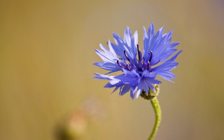макро, синий, цветок, василек, полевой, macro, blue, flower, cornflower, field