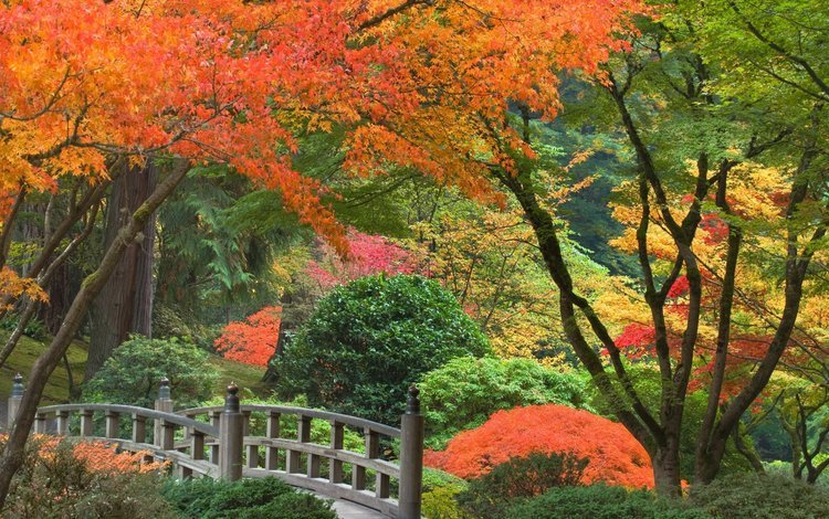 деревья, мостик, парк, кусты, осень, япония, trees, the bridge, park, the bushes, autumn, japan