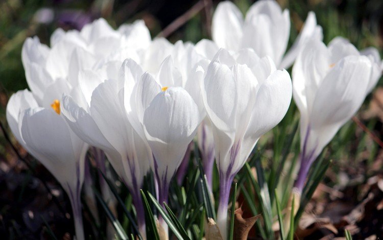 цветы, лепестки, весна, белые, крокусы, flowers, petals, spring, white, crocuses