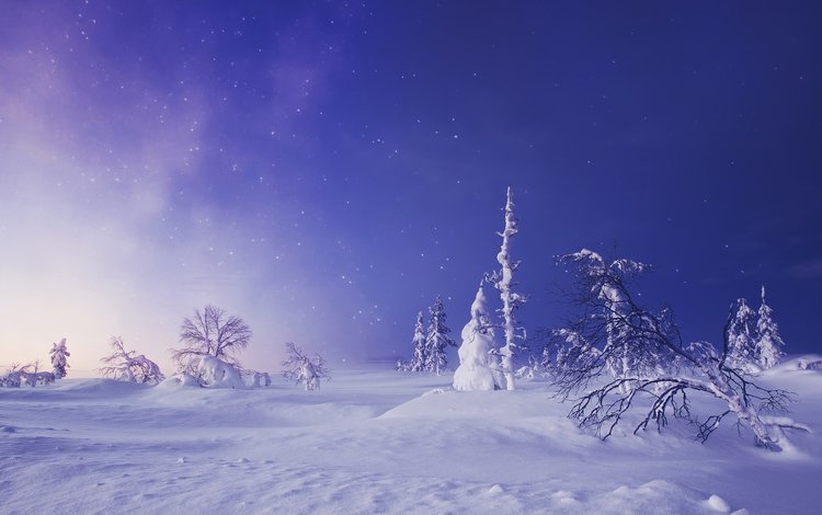деревья, снег, зима, звездное небо, сугробы, финляндия, лапландия, trees, snow, winter, starry sky, the snow, finland, lapland