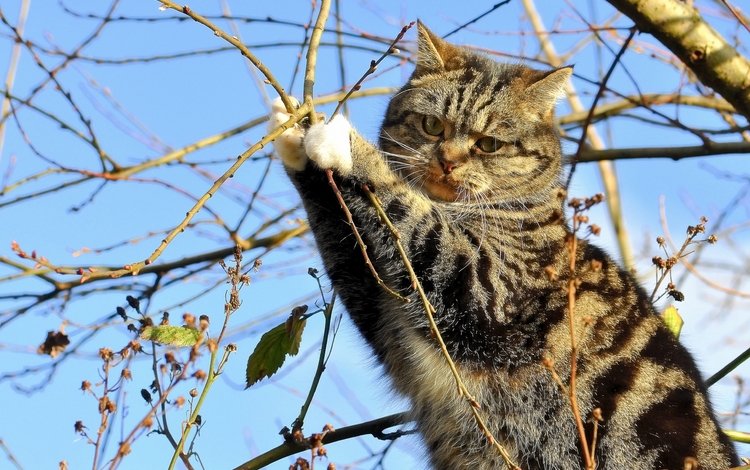 дерево, кот, ветки, кошка, на дереве, tree, cat, branches, on the tree