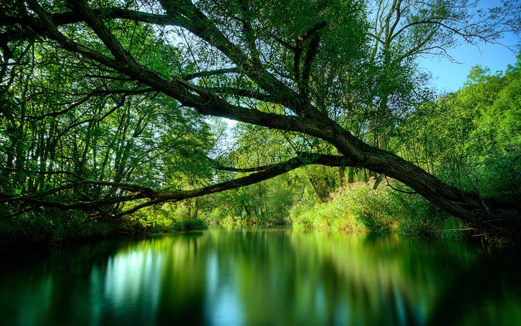 река, дерево, зелень, лето, river, tree, greens, summer