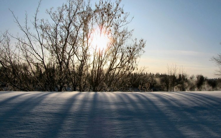 солнце, снег, природа, зима, утро, кусты, the sun, snow, nature, winter, morning, the bushes