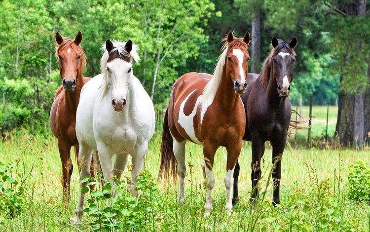 лошадь, трава, лошади, кони, horse, grass, horses